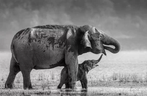 20 Breathtaking Wildlife Photos That Captured the World's Heart - image 2