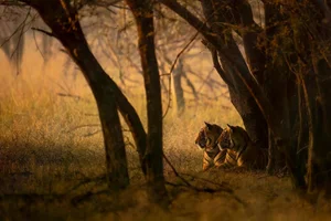 20 Breathtaking Wildlife Photos That Captured the World's Heart - image 12