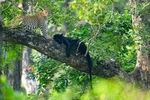 20 Breathtaking Wildlife Photos That Captured the World's Heart - image 9