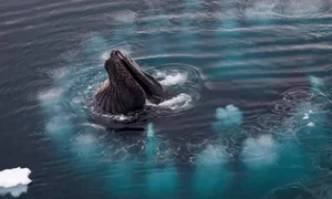 Extraordinary Hunting Techniques: How Animals Survive in the Wild - image 0