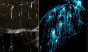 Extraordinary Hunting Techniques: How Animals Survive in the Wild - image 6