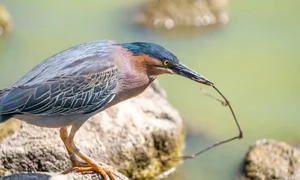 Extraordinary Hunting Techniques: How Animals Survive in the Wild - image 3