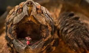 Extraordinary Hunting Techniques: How Animals Survive in the Wild - image 1