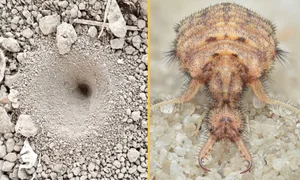 Extraordinary Hunting Techniques: How Animals Survive in the Wild - image 5