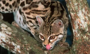 Extraordinary Hunting Techniques: How Animals Survive in the Wild - image 7