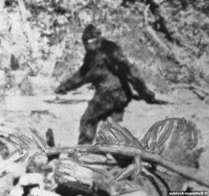 The Mystery of the Cryptid: Investigating the Creature with 60cm Long Feet - image 3