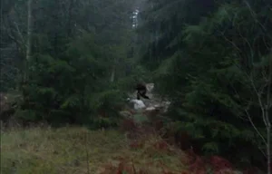 The Mystery of the Cryptid: Investigating the Creature with 60cm Long Feet - image 9