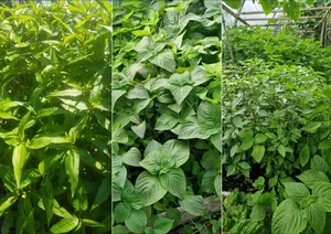 A Vietnamese Father’s Love: Bringing Home-Grown Freshness to the Family Table - image 2
