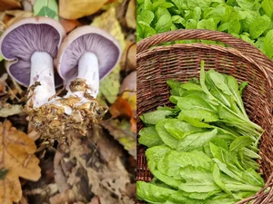 A Vietnamese Father’s Love: Bringing Home-Grown Freshness to the Family Table - image 1