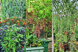 A Vietnamese Father’s Love: Bringing Home-Grown Freshness to the Family Table - image 7