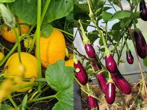 A Vietnamese Father’s Love: Bringing Home-Grown Freshness to the Family Table - image 9