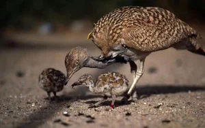 Sự Thật Khó Tin Về Loài Chim Nặng Nhất Biết Bay Còn Tồn Tại Trên Thế Giới - image 7