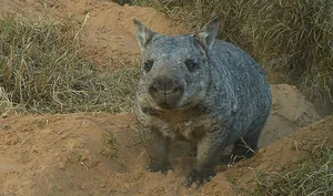 Extremely Rare Animal Found: Only 400 Left Worldwide - image 5