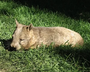 Extremely Rare Animal Found: Only 400 Left Worldwide - image 9