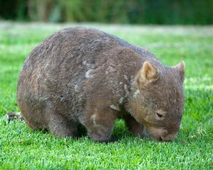Extremely Rare Animal Found: Only 400 Left Worldwide - image 3