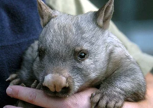 Extremely Rare Animal Found: Only 400 Left Worldwide - image 4