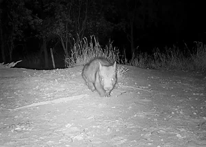Extremely Rare Animal Found: Only 400 Left Worldwide - image 8