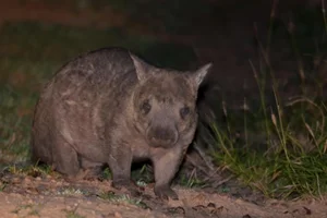Extremely Rare Animal Found: Only 400 Left Worldwide - image 1