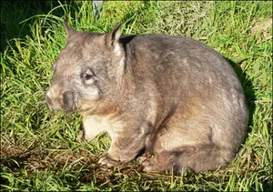 Extremely Rare Animal Found: Only 400 Left Worldwide - image 7