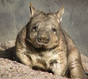 Extremely Rare Animal Found: Only 400 Left Worldwide - image 0