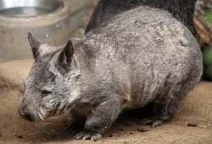 Extremely Rare Animal Found: Only 400 Left Worldwide - image 6