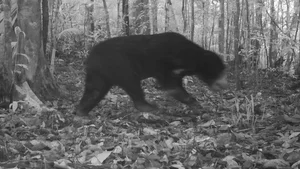 Rare Wildlife Sightings: Otters and Hornbills Discovered at Chu Mom Ray National Park - image 5