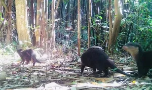 Rare Wildlife Sightings: Otters and Hornbills Discovered at Chu Mom Ray National Park - image 2