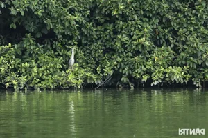 Large Wild Birds Spotted Nesting and Hunting at Hanoi’s Iconic Hoan Kiem Lake - image 13