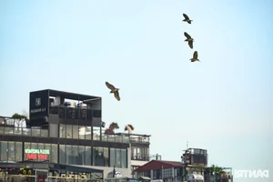 Large Wild Birds Spotted Nesting and Hunting at Hanoi’s Iconic Hoan Kiem Lake - image 2