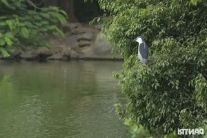 Large Wild Birds Spotted Nesting and Hunting at Hanoi’s Iconic Hoan Kiem Lake - image 6