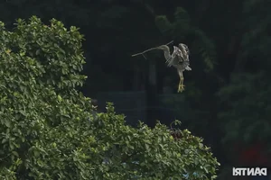 Large Wild Birds Spotted Nesting and Hunting at Hanoi’s Iconic Hoan Kiem Lake - image 12