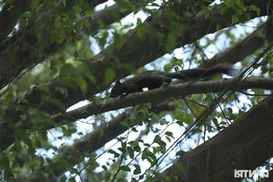 Large Wild Birds Spotted Nesting and Hunting at Hanoi’s Iconic Hoan Kiem Lake - image 9