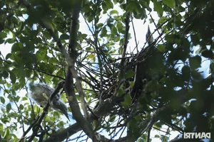 Large Wild Birds Spotted Nesting and Hunting at Hanoi’s Iconic Hoan Kiem Lake - image 8