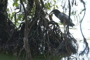 Large Wild Birds Spotted Nesting and Hunting at Hanoi’s Iconic Hoan Kiem Lake - image 0