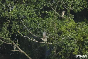 Large Wild Birds Spotted Nesting and Hunting at Hanoi’s Iconic Hoan Kiem Lake - image 4