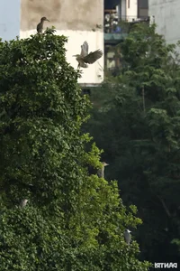 Large Wild Birds Spotted Nesting and Hunting at Hanoi’s Iconic Hoan Kiem Lake - image 5