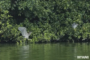 Large Wild Birds Spotted Nesting and Hunting at Hanoi’s Iconic Hoan Kiem Lake - image 10
