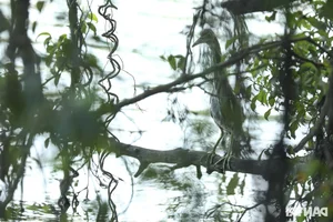 Large Wild Birds Spotted Nesting and Hunting at Hanoi’s Iconic Hoan Kiem Lake - image 11