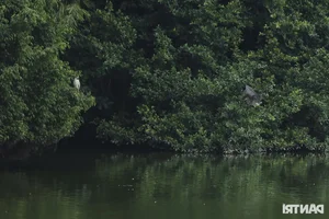 Large Wild Birds Spotted Nesting and Hunting at Hanoi’s Iconic Hoan Kiem Lake - image 1