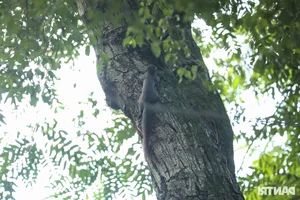 Large Wild Birds Spotted Nesting and Hunting at Hanoi’s Iconic Hoan Kiem Lake - image 7