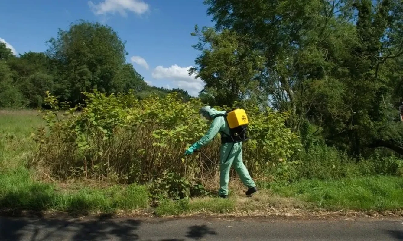From Ecological Nightmare to Culinary Delicacy: The Surprising Tale of China's Invasive Plants
