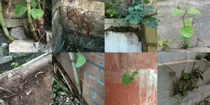From Ecological Nightmare to Culinary Delicacy: The Surprising Tale of China's Invasive Plants - image 1