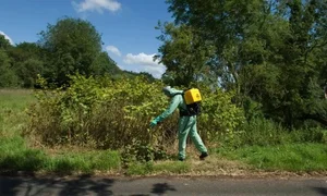 From Ecological Nightmare to Culinary Delicacy: The Surprising Tale of China's Invasive Plants - image 0