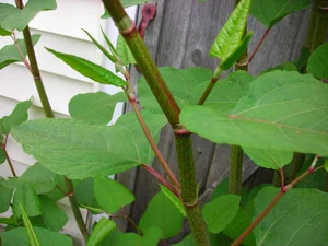 From Ecological Nightmare to Culinary Delicacy: The Surprising Tale of China's Invasive Plants - image 6