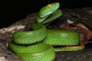 New Species of Pit Viper Discovered in Vietnam: A Scientific First - image 3