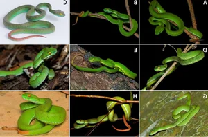 New Species of Pit Viper Discovered in Vietnam: A Scientific First - image 6