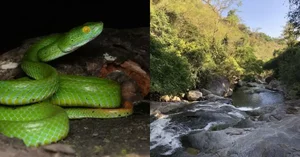 New Species of Pit Viper Discovered in Vietnam: A Scientific First - image 2