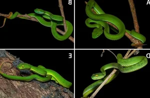 New Species of Pit Viper Discovered in Vietnam: A Scientific First - image 4