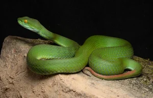 New Species of Pit Viper Discovered in Vietnam: A Scientific First - image 0