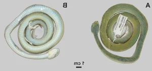 New Species of Pit Viper Discovered in Vietnam: A Scientific First - image 1
